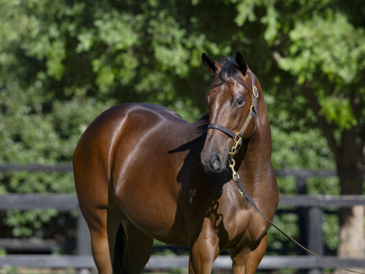 Lot 384: Toronado (IRE) / Suzila