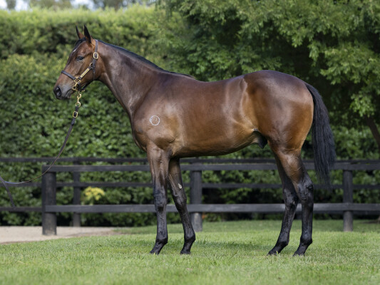 Lot 422: So You Think (NZ) / Tyche Goddess