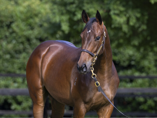 Lot 422: So You Think (NZ) / Tyche Goddess