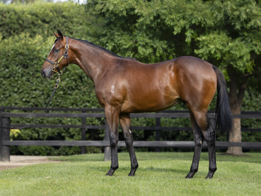 Lot 423: Grunt (NZ) / Typhoon Titmus