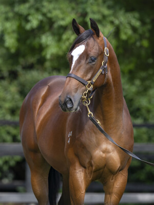 Lot 423: Grunt (NZ) / Typhoon Titmus