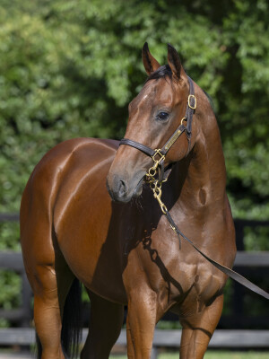 Lot 490: All Too Hard / Athens