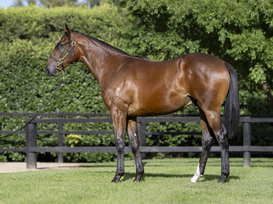 Lot 496: Pinatubo (IRE) / Aurora Lights