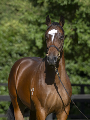 Lot 496: Pinatubo (IRE) / Aurora Lights