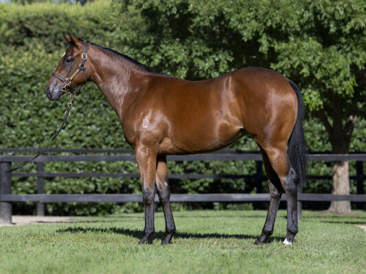 Lot 584: Jacquinot / Dazzling Damsel