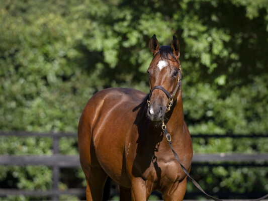 Lot 584: Jacquinot / Dazzling Damsel