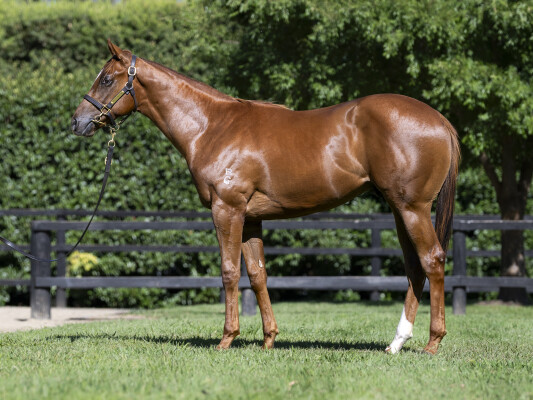 Lot 587: Jacquinot / Devious Maid