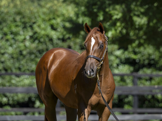 Lot 587: Jacquinot / Devious Maid