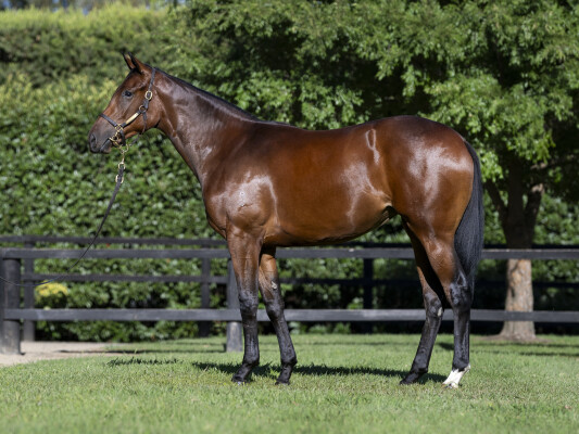 Lot 643: Sejardan / La Chevalee