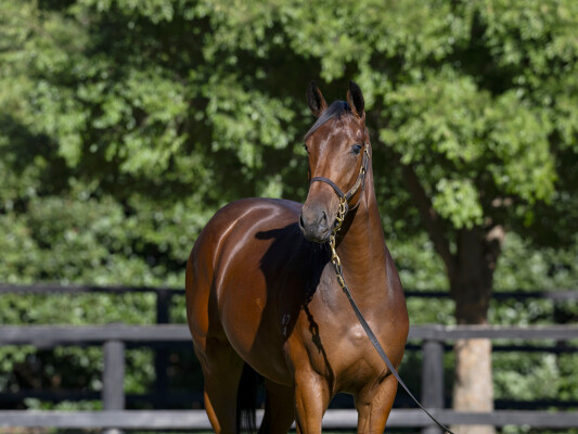 Lot 643: Sejardan / La Chevalee