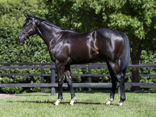 Lot 646: Dirty Work / Lavender Mist