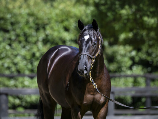 Lot 646: Dirty Work / Lavender Mist