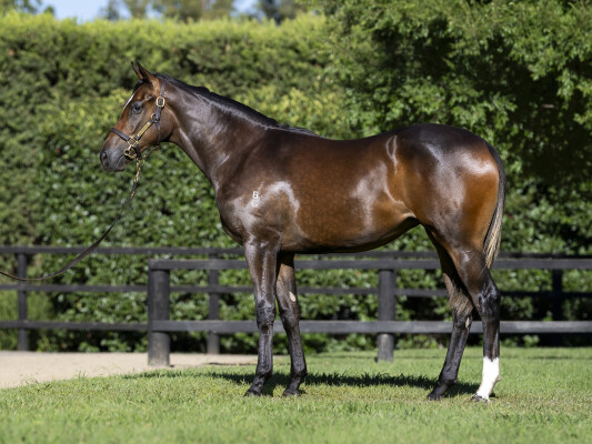 Lot 665: Sejardan / Miss Sarasota