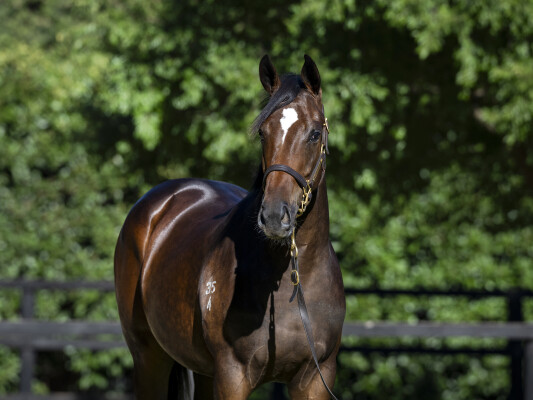 Lot 665: Sejardan / Miss Sarasota