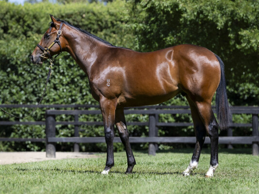 Lot 727: Sejardan / Stasia (NZ)