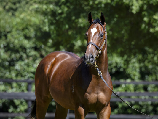 Lot 727: Sejardan / Stasia (NZ)