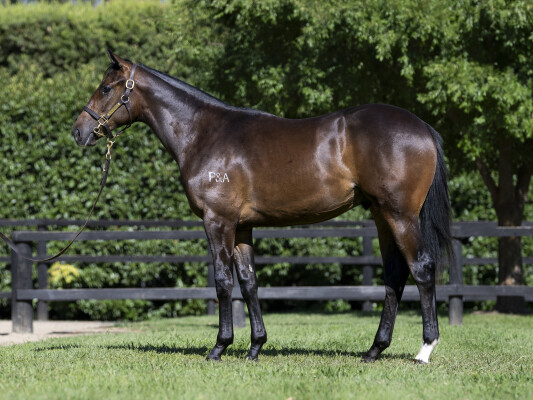 Lot 739: D'Argento / Testy Sue