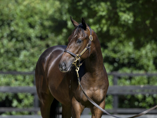 Lot 739: D'Argento / Testy Sue