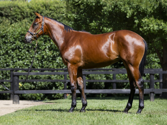 Lot 781: Flying Artie / Bold Runner