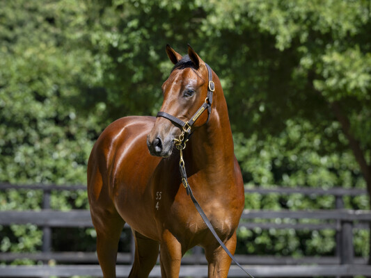Lot 781: Flying Artie / Bold Runner