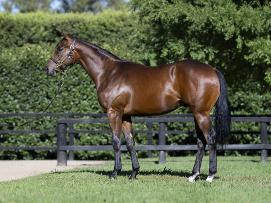 Lot 794: Zousain / Cavalry Rose