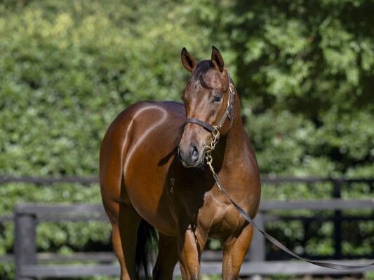 Lot 794: Zousain / Cavalry Rose