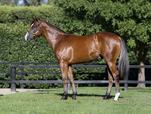 Lot 812: Stay Inside / Asheerah