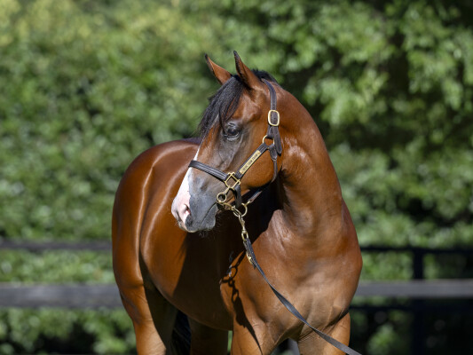 Lot 812: Stay Inside / Asheerah