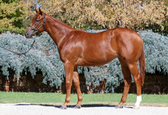 Lot 17: Ole Kirk / Divots