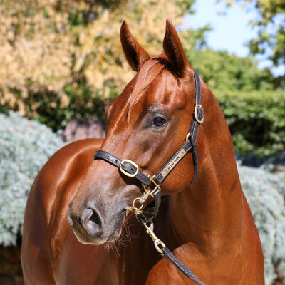 Lot 17: Ole Kirk / Divots