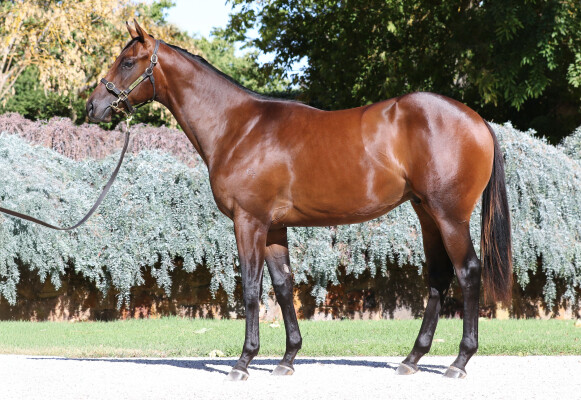 Lot 87: Doubtland / Granada Star