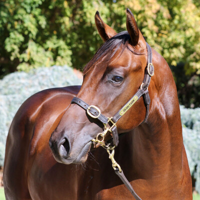 Lot 87: Doubtland / Granada Star