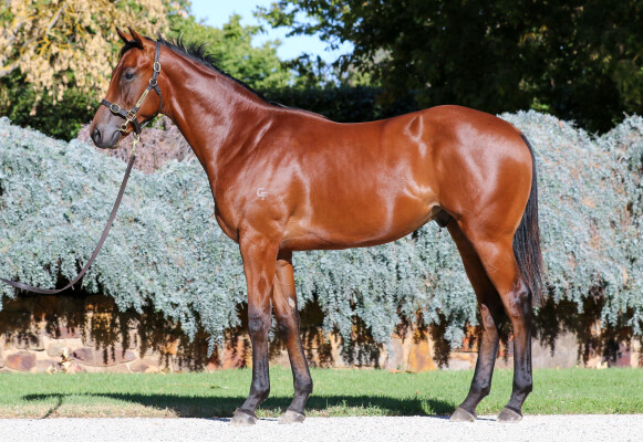 Lot 203: Toronado (IRE) / Miss Conduct