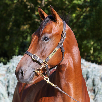 Lot 203: Toronado (IRE) / Miss Conduct