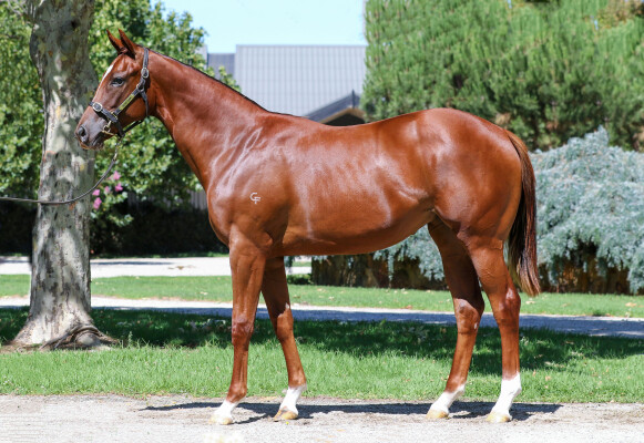 Lot 231: Toronado (IRE) / Nice for What