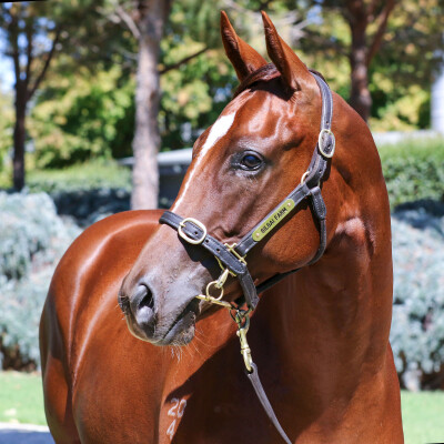 Lot 231: Toronado (IRE) / Nice for What