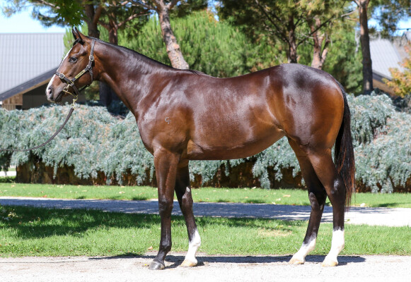 Lot 329: Ole Kirk / She Shao Fly