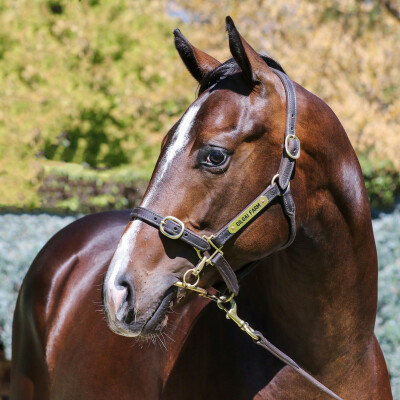 Lot 329: Ole Kirk / She Shao Fly