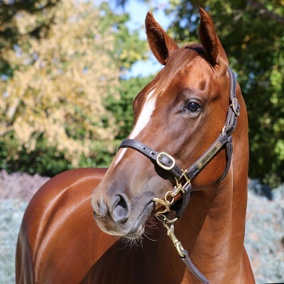 Lot 367: Toronado (IRE) / Star of Night