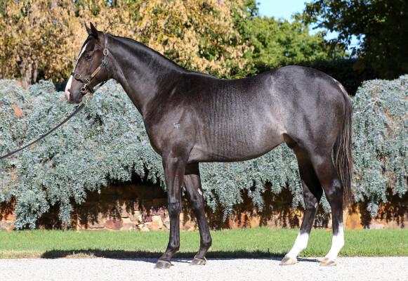 Lot 379: Brave Smash (JPN) / Summerbliss