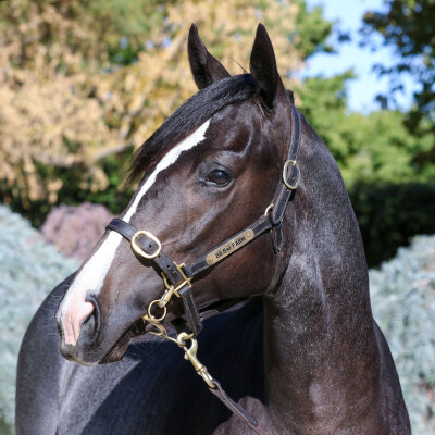 Lot 379: Brave Smash (JPN) / Summerbliss