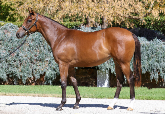Lot 388: Too Darn Hot (GB) / Swift Witness