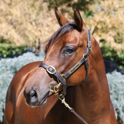 Lot 388: Too Darn Hot (GB) / Swift Witness