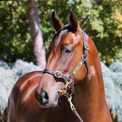 Lot 399: Overshare / The Source