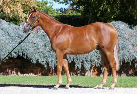 Lot 411: Extreme Choice / Total Babe