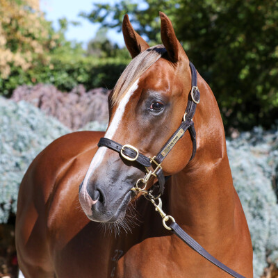 Lot 411: Extreme Choice / Total Babe