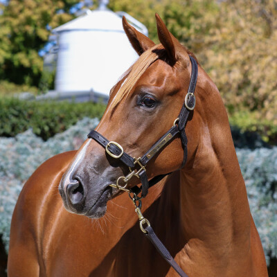 Lot 418: Written By / Tune Doubt