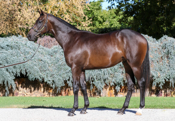 Lot 499: Too Darn Hot (GB) / Baveno