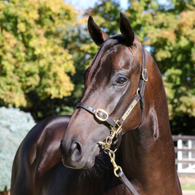 Lot 499: Too Darn Hot (GB) / Baveno