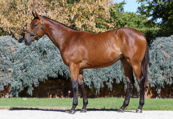 Lot 724: Doubtland / Star of Eden